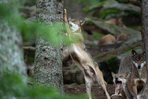 Lobo Eurasiano Lúpus Canis Escondido Floresta Natureza Europa Lobo Deitado — Fotografia de Stock