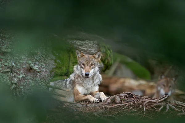 Eurazjatycki Wilk Toczeń Canis Tupus Ukrywający Się Lesie Przyroda Europy — Zdjęcie stockowe