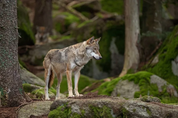 欧亚狼 狼疮狼疮 躲在森林里 欧洲的自然 狼躺在大自然中 森林里成功的掠食者带着孩子欧洲性质的稀有食肉动物 — 图库照片