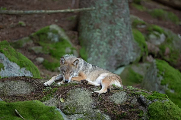 Eurazjatycki Wilk Toczeń Canis Tupus Ukrywający Się Lesie Przyroda Europy — Zdjęcie stockowe