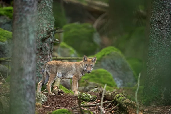 Lobo Eurasiano Lúpus Canis Escondido Floresta Natureza Europa Lobo Deitado — Fotografia de Stock