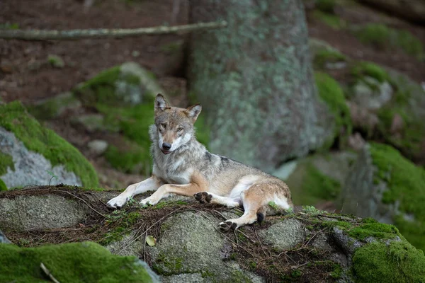 Euroasijský Vlk Canis Lupus Lupus Schovaný Lese Evropa Příroda Vlk — Stock fotografie