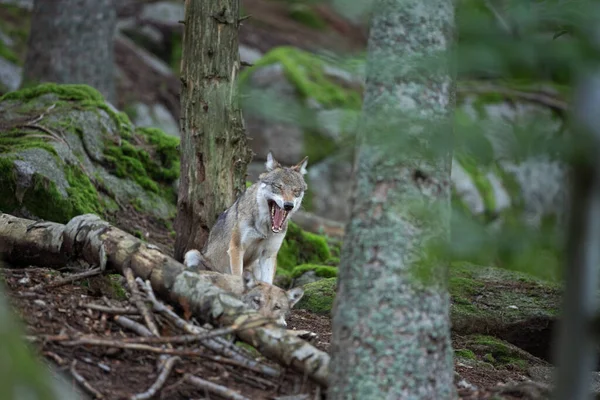 Eurazjatycki Wilk Toczeń Canis Tupus Ukrywający Się Lesie Przyroda Europy — Zdjęcie stockowe