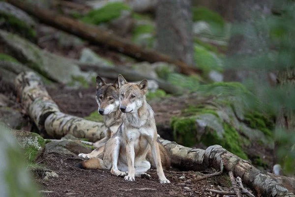 Lobo Euroasiático Canis Lupus Lupus Escondido Bosque Europa Naturaleza Lobo —  Fotos de Stock
