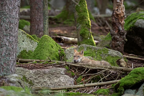Loup Eurasien Canis Lupus Lupus Caché Dans Forêt Europe Nature — Photo