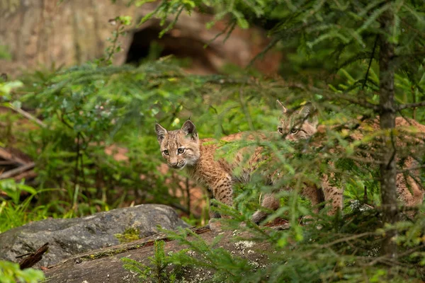 Lynx Eurasien Caché Dans Forêt Mignon Lynx Vivant Dans Bois — Photo