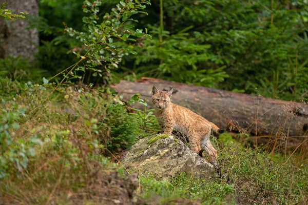 Lynx Eurasien Caché Dans Forêt Mignon Lynx Vivant Dans Bois — Photo