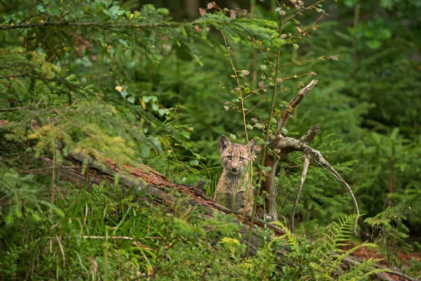 Ευρασιατικός Λύγκας Κρυμμένος Στο Δάσος Χαριτωμένος Λύγκας Που Ζει Στο — Φωτογραφία Αρχείου