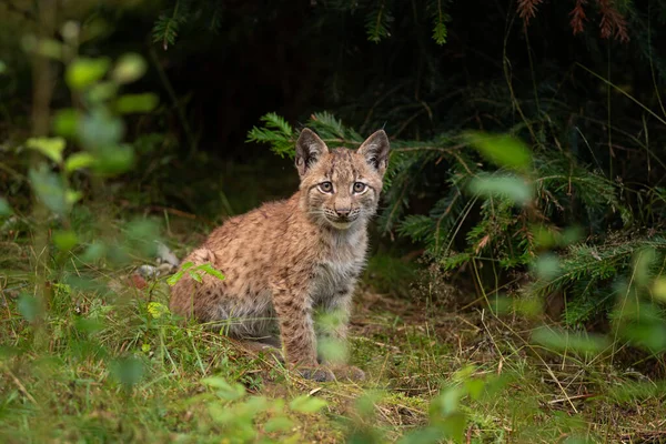 Lynx Eurasien Caché Dans Forêt Mignon Lynx Vivant Dans Bois — Photo