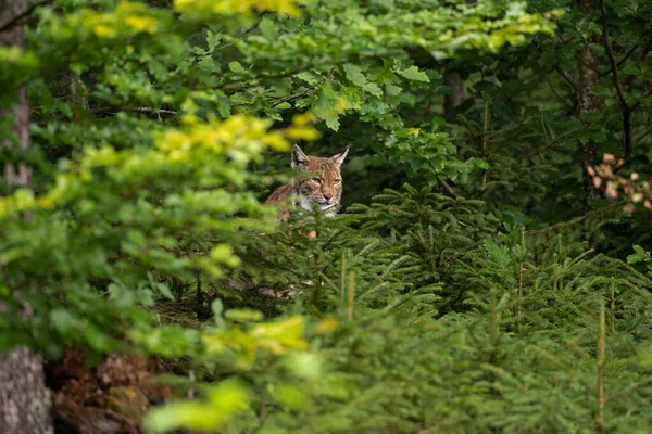 Lynx Eurasien Caché Dans Forêt Mignon Lynx Vivant Dans Bois — Photo