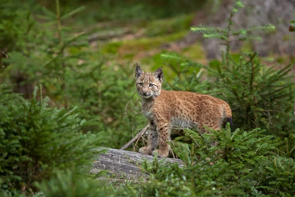 Lynx Eurasien Caché Dans Forêt Mignon Lynx Vivant Dans Bois — Photo