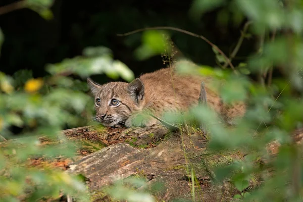 Lynx Eurasien Caché Dans Forêt Mignon Lynx Vivant Dans Bois — Photo