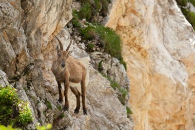 Dağ keçisi (Capra dağ keçisi). Avrupa vahşi doğası. Slovenya 'da yürüyüş. Dağ keçisine yaklaş. Triglav Ulusal Parkı 'nda Doğa