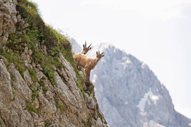 Dağ keçisi (Capra dağ keçisi). Avrupa vahşi doğası. Slovenya 'da yürüyüş. Dağ keçisine yaklaş. Triglav Ulusal Parkı 'nda Doğa