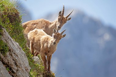 Dağ keçisi (Capra dağ keçisi). Avrupa vahşi doğası. Slovenya 'da yürüyüş. Dağ keçisine yaklaş. Triglav Ulusal Parkı 'nda Doğa