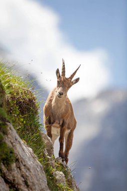 Dağ keçisi (Capra dağ keçisi). Avrupa vahşi doğası. Slovenya 'da yürüyüş. Dağ keçisine yaklaş. Triglav Ulusal Parkı 'nda Doğa