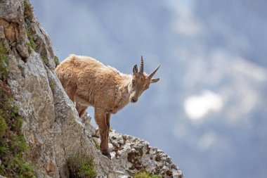 Dağ keçisi (Capra dağ keçisi). Avrupa vahşi doğası. Slovenya 'da yürüyüş. Dağ keçisine yaklaş. Triglav Ulusal Parkı 'nda Doğa