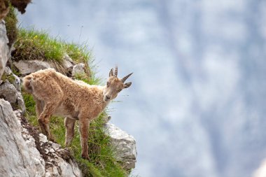 Dağ keçisi (Capra dağ keçisi). Avrupa vahşi doğası. Slovenya 'da yürüyüş. Dağ keçisine yaklaş. Triglav Ulusal Parkı 'nda Doğa