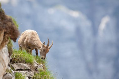 Dağ keçisi (Capra dağ keçisi). Avrupa vahşi doğası. Slovenya 'da yürüyüş. Dağ keçisine yaklaş. Triglav Ulusal Parkı 'nda Doğa