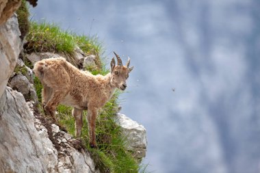 Dağ keçisi (Capra dağ keçisi). Avrupa vahşi doğası. Slovenya 'da yürüyüş. Dağ keçisine yaklaş. Triglav Ulusal Parkı 'nda Doğa