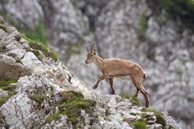 Dağ keçisi (Capra dağ keçisi). Avrupa vahşi doğası. Slovenya 'da yürüyüş. Dağ keçisine yaklaş. Triglav Ulusal Parkı 'nda Doğa