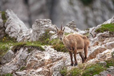 Dağ keçisi (Capra dağ keçisi). Avrupa vahşi doğası. Slovenya 'da yürüyüş. Dağ keçisine yaklaş. Triglav Ulusal Parkı 'nda Doğa