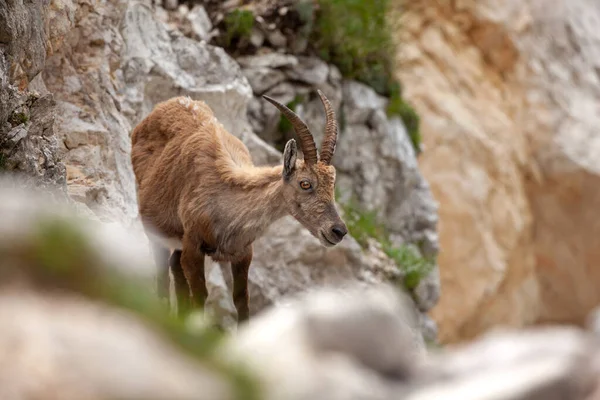 Ibex Capra Ibex 在山上 欧洲野生动物的天性 在斯洛文尼亚散步 接近Ibex 特里格拉夫国家公园的自然 — 图库照片