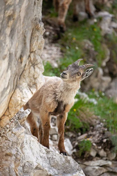 Ibex Capra Ibex Górach Europejskiej Przyrody Dzikiej Przyrody Spacerując Słowenii — Zdjęcie stockowe