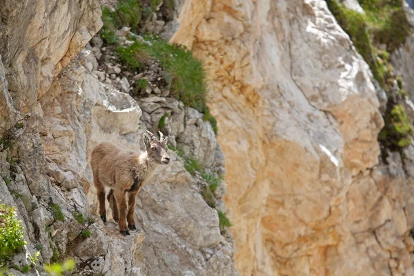 Ibex Capra Ibex 在山上 欧洲野生动物的天性 在斯洛文尼亚散步 接近Ibex 特里格拉夫国家公园的自然 — 图库照片