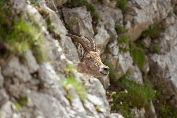 Ibex Capra Ibex Las Montañas Naturaleza Fauna Europea Caminando Eslovenia —  Fotos de Stock