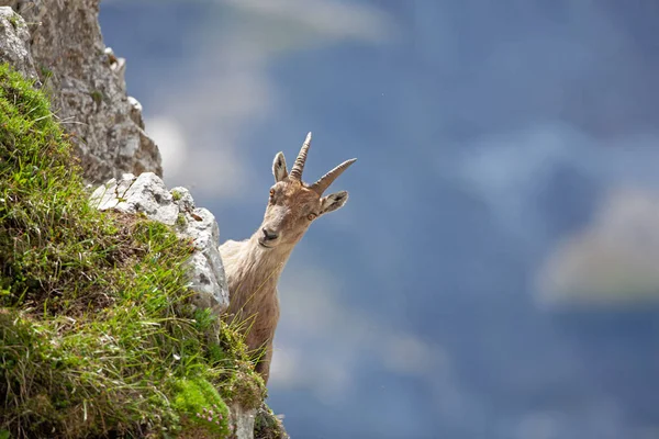 Ibex Capra Ibex Las Montañas Naturaleza Fauna Europea Caminando Eslovenia —  Fotos de Stock