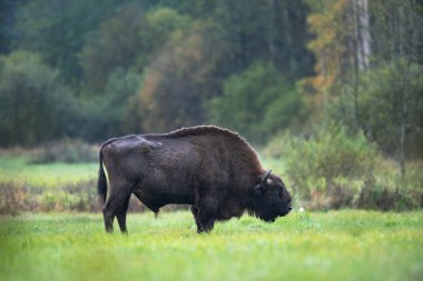 Biaowiea Ulusal Parkı 'nda Avrupa bizonu. Otlayan koca bir erkek. Bison ormandan çıktı. Polonya 'da vahşi bizonlar. Vahşi doğada sonbahar. 