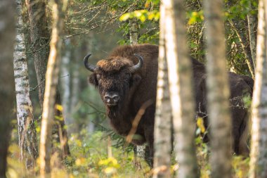 Biaowiea Ulusal Parkı 'nda Avrupa bizonu. Otlayan koca bir erkek. Bison ormandan çıktı. Polonya 'da vahşi bizonlar. Vahşi doğada sonbahar. 