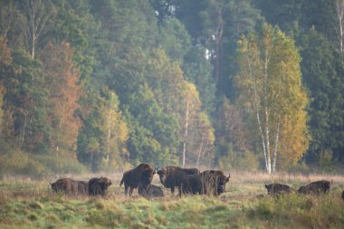 Belovieza ormanındaki vahşi Avrupalı bizon. Çayırdaki bizon sürüsü. Vahşi Polonya 'da sonbahar. Avrupalı bizon sürüsü. 