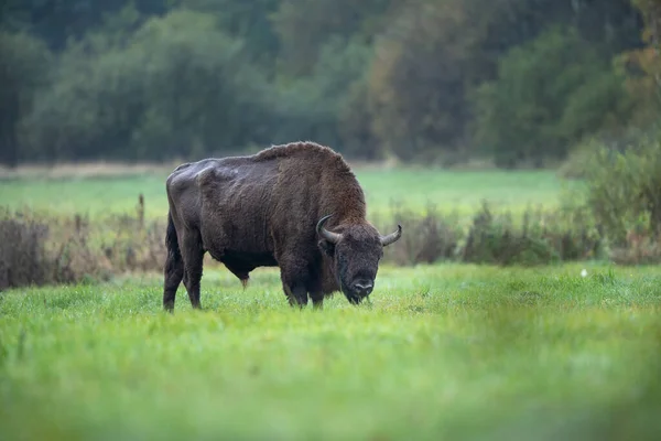 Evropský Bizon Národním Parku Biaowiea Obrovský Samec Pastvě Bizon Venku — Stock fotografie