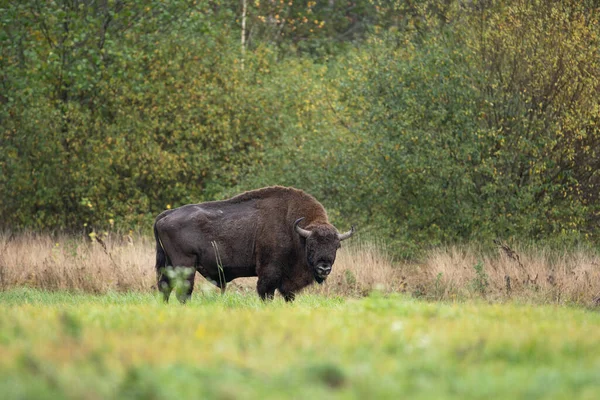 Evropský Bizon Národním Parku Biaowiea Obrovský Samec Pastvě Bizon Venku — Stock fotografie