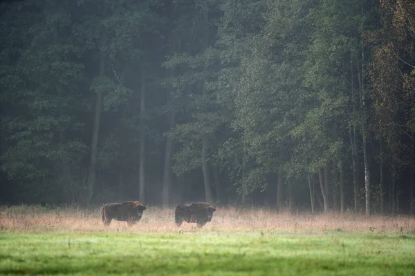 Wild European Bison Protected Area Belovieza Forest Herd Bison Meadow — Stock Photo, Image