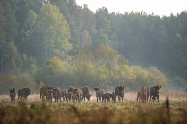 Divoký Evropský Bizon Chráněné Oblasti Belovieza Les Stádo Bizonů Louce — Stock fotografie