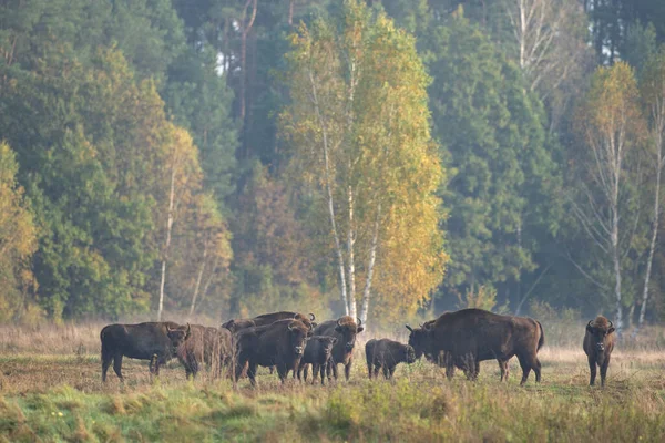 Belovieza ormanındaki vahşi Avrupalı bizon. Çayırdaki bizon sürüsü. Vahşi Polonya 'da sonbahar. Avrupalı bizon sürüsü. 