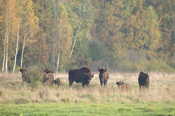 Wild European Bison Protected Area Belovieza Forest Herd Bison Meadow — Stock Photo, Image