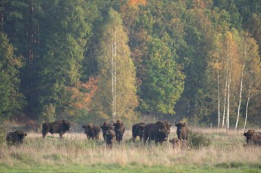 Belovieza ormanındaki vahşi Avrupalı bizon. Çayırdaki bizon sürüsü. Vahşi Polonya 'da sonbahar. Avrupalı bizon sürüsü. 