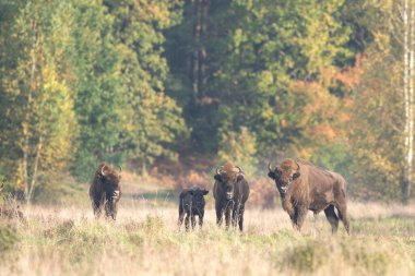 Belovieza ormanındaki vahşi Avrupalı bizon. Çayırdaki bizon sürüsü. Vahşi Polonya 'da sonbahar. Avrupalı bizon sürüsü. 