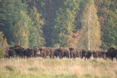 Belovieza ormanındaki vahşi Avrupalı bizon. Çayırdaki bizon sürüsü. Vahşi Polonya 'da sonbahar. Avrupalı bizon sürüsü. 