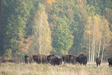 Belovieza ormanındaki vahşi Avrupalı bizon. Çayırdaki bizon sürüsü. Vahşi Polonya 'da sonbahar. Avrupalı bizon sürüsü. 