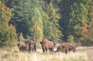 Belovieza ormanındaki vahşi Avrupalı bizon. Çayırdaki bizon sürüsü. Vahşi Polonya 'da sonbahar. Avrupalı bizon sürüsü. 