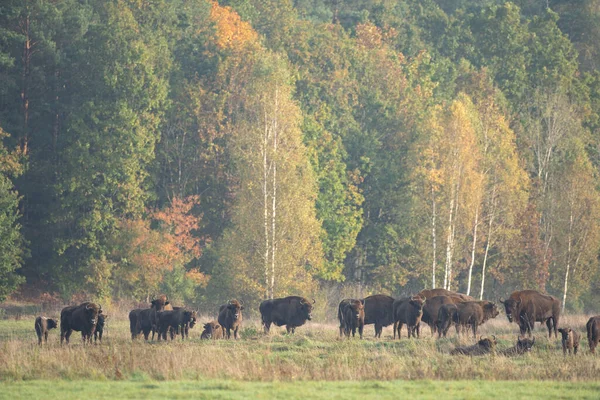 The wild European bison in the protected area Belovieza forest. The herd of bison on the meadow. Autumn in the wild Poland nature. The curious herd of European bison.
