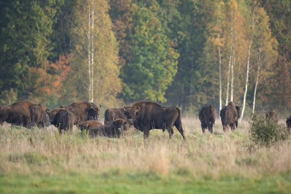 Divoký Evropský Bizon Chráněné Oblasti Belovieza Les Stádo Bizonů Louce — Stock fotografie