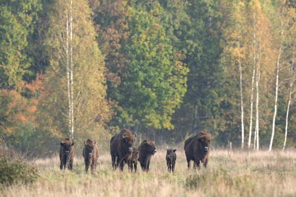 保護地域Beloveza森の野生のヨーロッパのバイソン 牧草地のバイソンの群れ 野生のポーランドの自然の秋 ヨーロッパのバイソンの好奇心の強い群れ — ストック写真