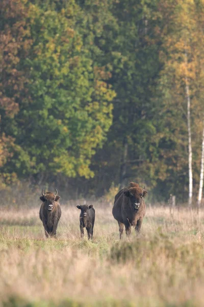 Divoký Evropský Bizon Chráněné Oblasti Belovieza Les Stádo Bizonů Louce — Stock fotografie