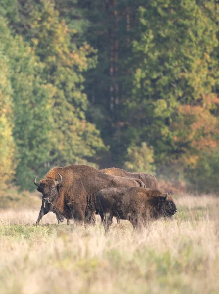 Bisonte Salvaje Europeo Área Protegida Bosque Belovieza Manada Bisontes Prado — Foto de Stock